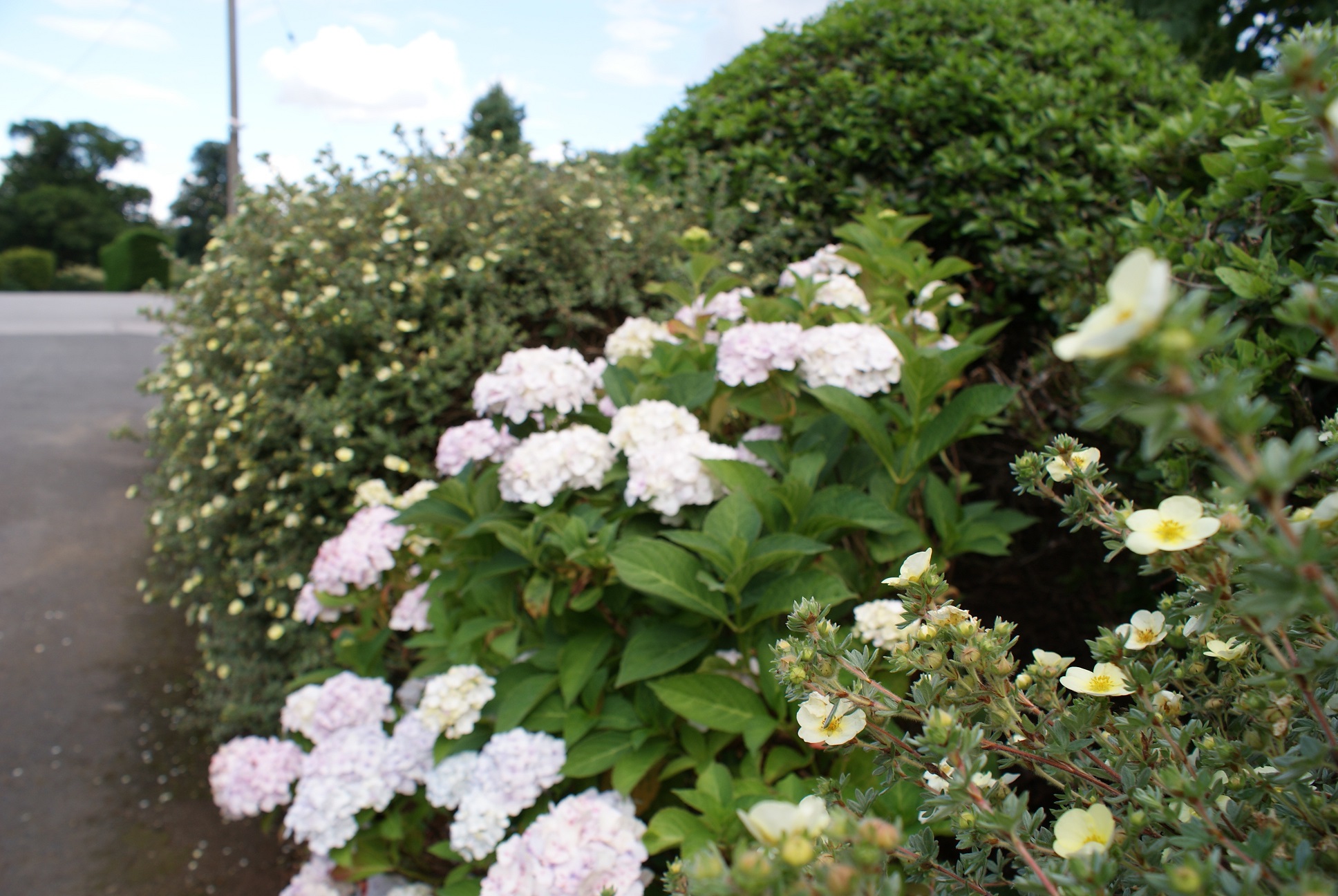 Planted flower border